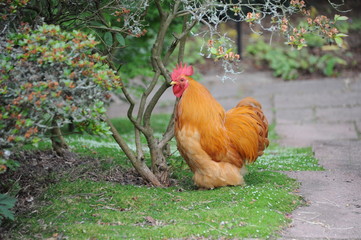 Der Hahn passt auf beim Hühner-Spaziergang im Garten