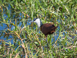 African Jacana or Actophilornis Africanus walking through swampy grass area in Moremi National Park, Botswana, Africa