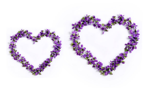 Two flower hearts. Delicate spring violets on a white background close up