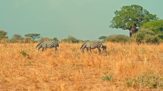 Cinematic shot of zebras grazing in colorful, picturesque, dry savanna fields of African safari of Tarangire national park in Tanzania, Africa on a bright, hot, sunny day.