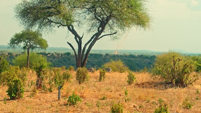 Cinematic shot of zebras grazing in colorful, picturesque, dry savanna fields of African safari of Tarangire national park in Tanzania, Africa on a bright, hot, sunny day with dust devil in background