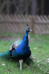 Obraz premium Pfau