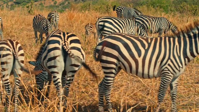 Cinematic shot of herd of zebras grazing in colorful, picturesque, dry savanna fields of African safari of Tarangire national park in Tanzania, Africa on a bright, hot, sunny day.