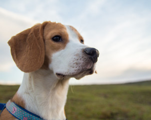 Beagle