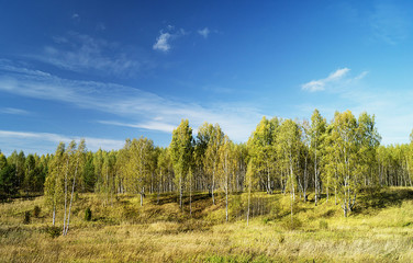 Fototapeta premium Autumn landscape in woodland