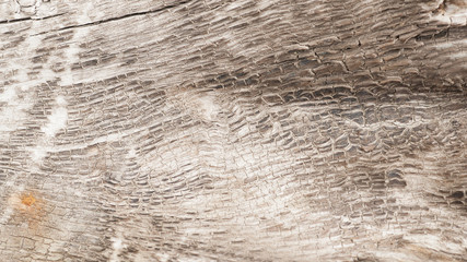 Texture of a tree, background