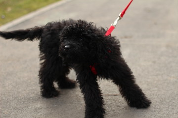 Black Caniche