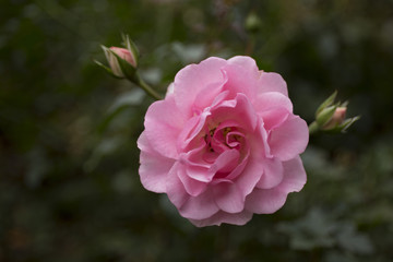 Beautiful pink rose in the garden closeup