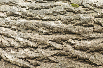 Texture of a tree, background