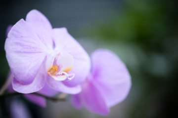 Fototapeta na wymiar Purple orchids in a tropical forest