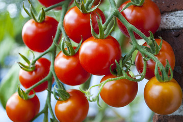 Reife Tomaten an einem Tomatenstrauch, Freilandanbau, Biotomaten, Solanum lycopersicum 