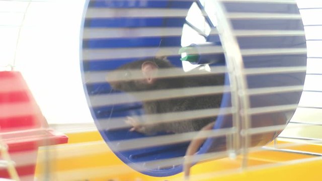 gray rat twisting wheel in a cage