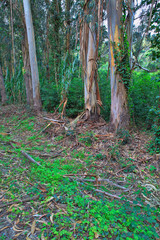 green forest in the spring