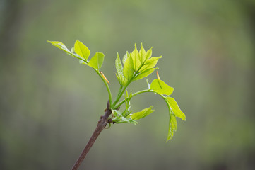 spring, leaf