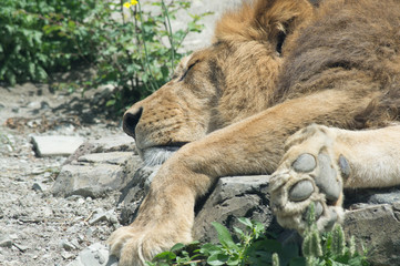 Naklejka premium lion