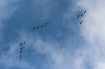 A flock of common cranes blue sky flying grus grus
