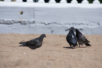 kiss of a dove