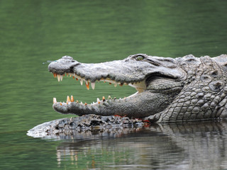 crocodile basking in the sun 