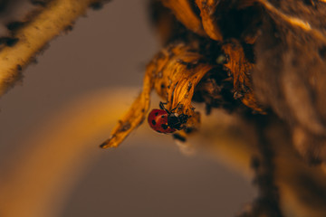 Coccinelle du jardin 2