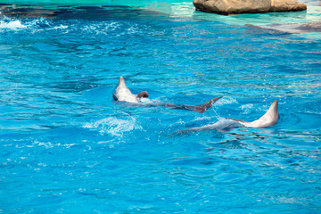 two dolphins frolic in the blue clear water