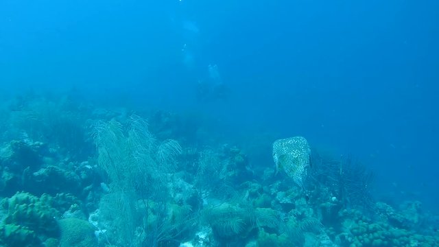 coral life underwater video 1080p Caribbean Sea