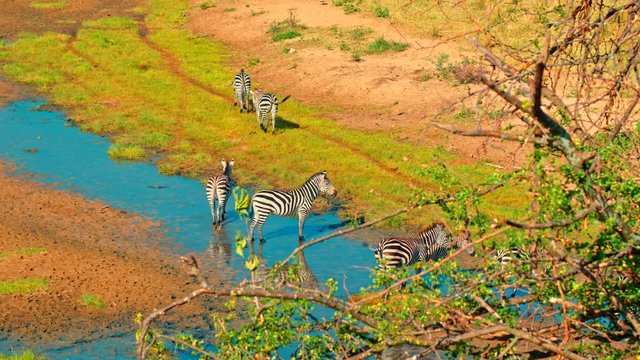 Herd of zebras and wildebeest feeding and drinking water from a creek in colorful, dry savanna fields of African safari of Tarangire national park in Tanzania, Africa on a bright, hot, sunny day.