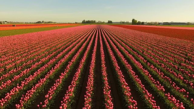 Pink Tulips Bend Towards Sunlight Floral Agriculture Flowers