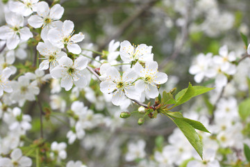 White flowers of fruit tree in good weather in spring