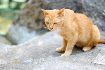 Fototapeta na wymiar Thai brown cat on a rock