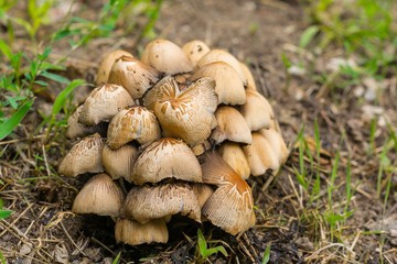 Closeup of little mushrooms in the forest