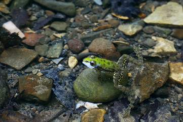 Green frog in clear water