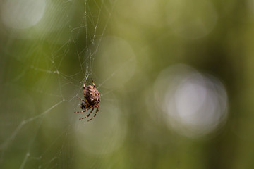 Gartenkreuzspinne im Netz vor unscharfem Hintergrund