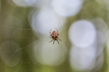 Gartenkreuzspinne im Netz vor unscharfem Hintergrund