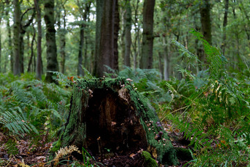Pilze auf abgestorbenem Baumstumpf