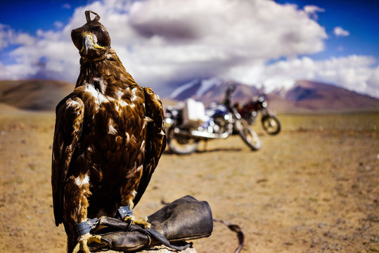 Bird of Prey