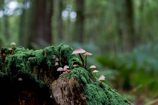Pilze auf abgestorbenem Baumstumpf