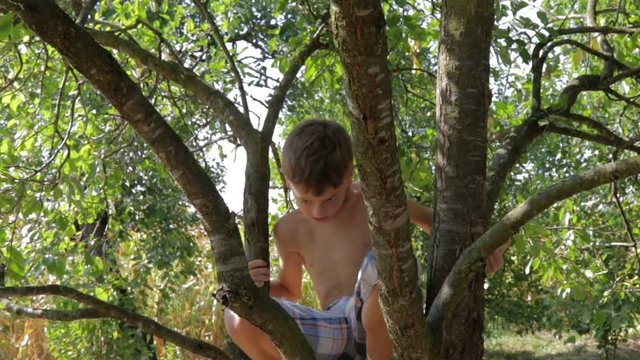 Boy climbing a tree