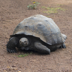 Giant Tortoise - Santa Cruz, Galapagos Islands, Ecuador