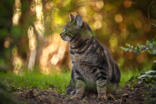 Katze im Herbstlicht