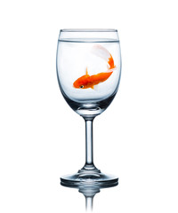 goldfish in glass of water isolated on a white background