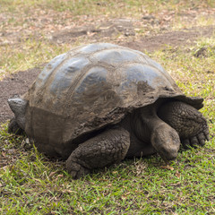 Giant Tortoise - Santa Cruz, Galapagos Islands, Ecuador