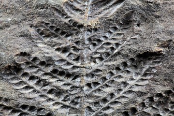 Fossil Plant