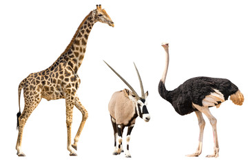 Set of oryx, giraffe and ostriche portrait, isolated on white background