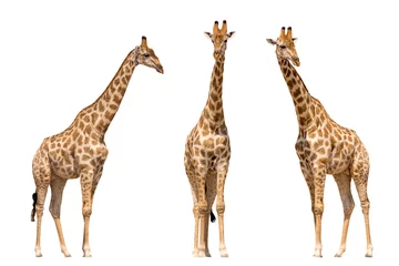 Foto op Plexiglas Set van drie giraffen gezien vanaf de voorkant, geïsoleerd op een witte achtergrond © Friedemeier
