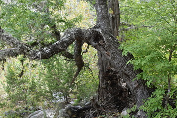 trees