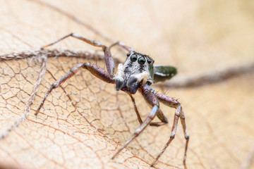 Super macro Cosmophasis umbratica or Jumping spider on dried leaf