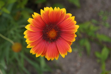 Gerbera,gerbera, natur, orange, gelb, garden, blühen, rot, sommer, flora, pflanze, aufblühen, green, floral, makro, schönheit, frühling, ringelblumen, hell, close up, bees, 