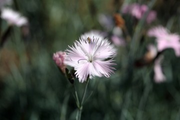 Cheddar pink (Dianthus gratianopolitanus)