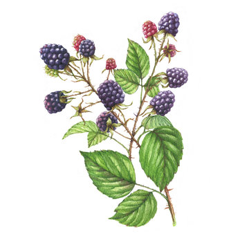 Hand-drawn watercolor illustration with natural motives: blackberry branches, leaves and berries. Drawing decorative branches with wild berries