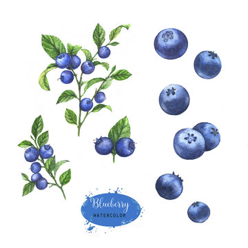 Hand-drawn watercolor illustration of the blueberry on the branch. Food drawing isolated on the white background.